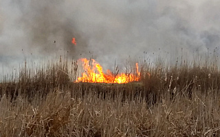Dromadery gaśnicze z Leśnej Bazy w Szymanach gaszą pożar Biebrzańskiego Parku Narodowego. „Każdy zabiera 1800 litrów wody”